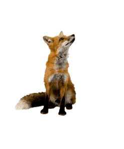 Wandsticker Fuchs