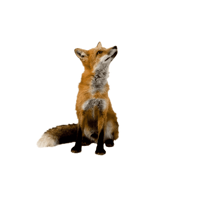 Wandsticker Fuchs