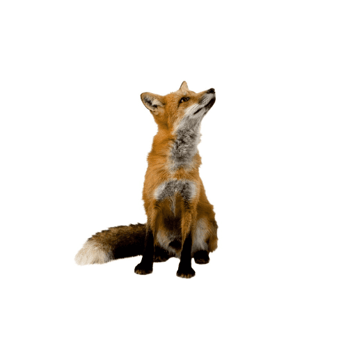 Wandsticker Fuchs – Bild 3