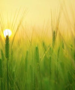 Schalldämmende bilder- wir können es auch mit einem einzigartigen Foto machen