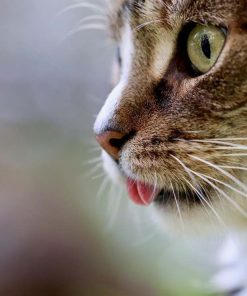 Akustikbilder (100x50x2-4cm) Auch mit einem einzigartigen Foto. 46