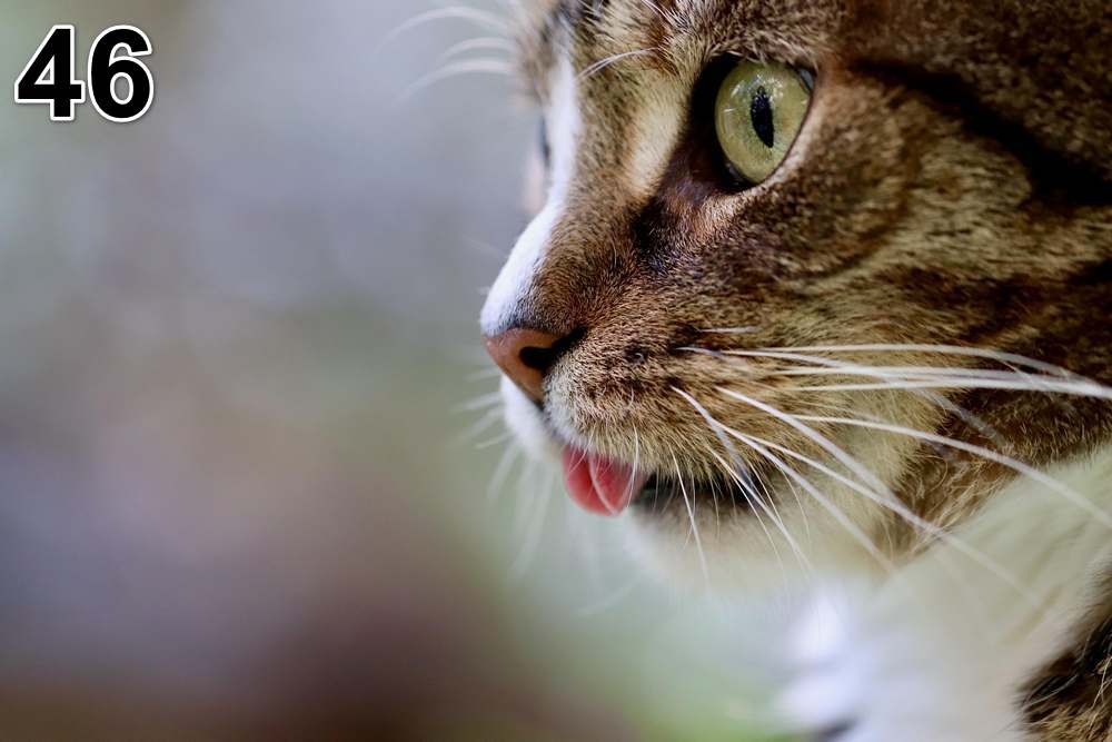 Akustikbilder (100x50x2-4cm) Auch mit einem einzigartigen Foto. 46