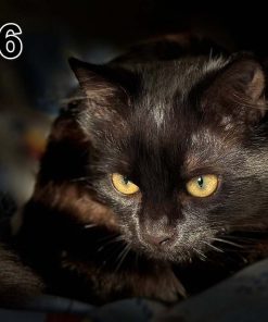 Akustikbilder (100x50x2-4cm) Auch mit einem einzigartigen Foto. 66